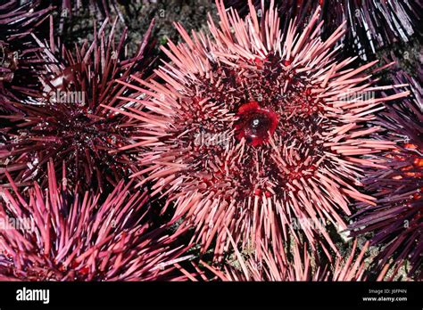 Beautiful Spiky Pink And Purple Sea Urchins California Urchins Are
