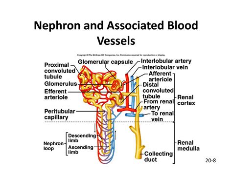 Correctly label the blood vessels of the kidney. Urinary System CH17 - Biology 109 with Foley at Washtenaw Community College - StudyBlue