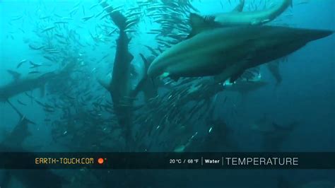 Mighty Whale Joins The Sardine Run Feeding Frenzy Youtube