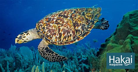Hawksbill Turtles Paid A High Price For Beauty Hakai