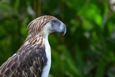 Philippine Eagle 11 Facts About The Philippines National Bird
