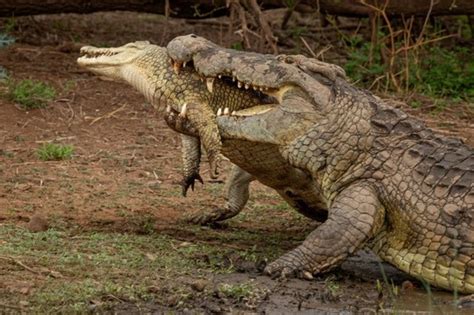 Scary Giant Crocodile Eaten And Eat Alive Savage Fellows