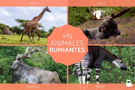 Animales Rumiantes Características Y 20 Ejemplos Con Fotos