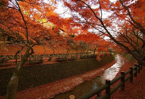 Kitanotenmangu Shrine Autumn Tree Japan Japanese Kyoto Garden
