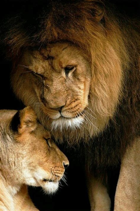 Cuddle Lions Lion Love Animals Beautiful