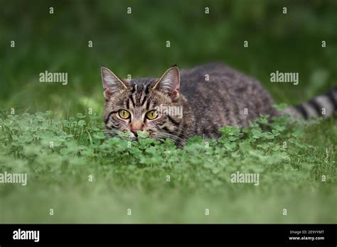Tabby Domestic Cat Hunting In The Green Grass Stock Photo Alamy