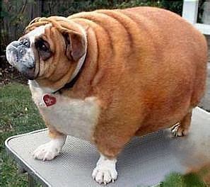 Also, your dog may not even need a low fat dog food. Pet Obesity Prevention