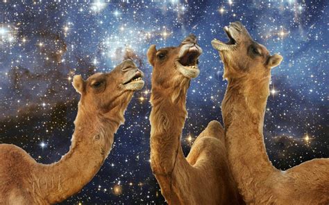 Funny Camel Wallpapers Top Free Funny Camel Backgrounds Wallpaperaccess