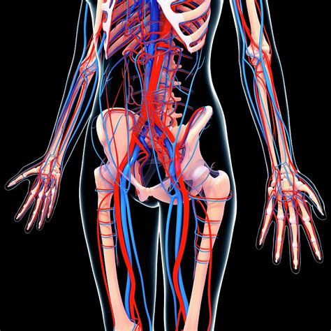 Human Cardiovascular System Photograph By Pixologicstudio Science Photo