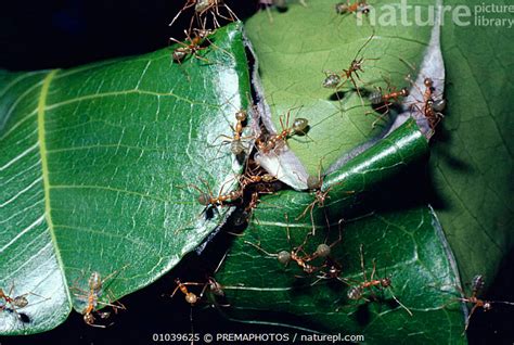 Stock Photo Of Green Tree Ants Oecophylla Smaragdina Drawing Leaf