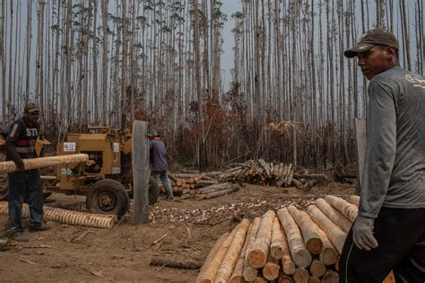 Amid Outrage Over Rainforest Fires Many In The Amazon Remain Defiant The New York Times