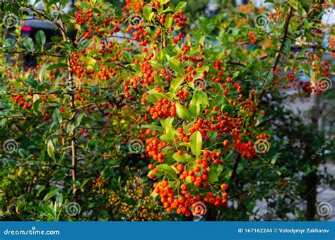 Pyracantha Or Firethorn Evergreen Thorn Shrub With Bright Orange