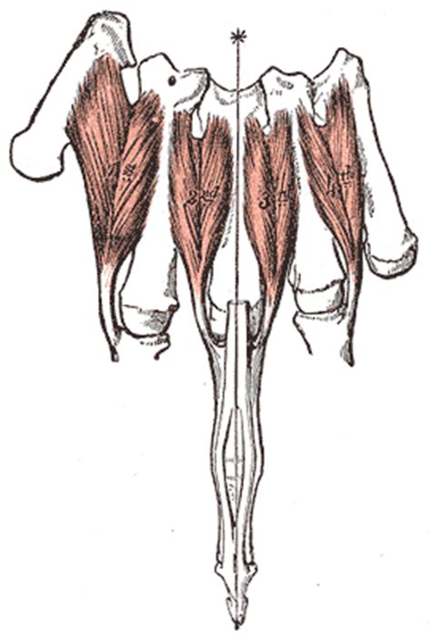 Hand Anatomy