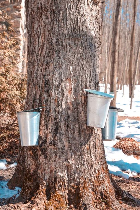 How Is Maple Syrup Made Chef Tariq Food Blog
