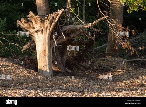 Uprooted Upside Down Tree Trunk And Roots Stock Photo Alamy