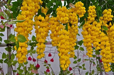 Biting one's nails is one of the most common bad habits. Most Amazing an Unique Flowers All over The World ...