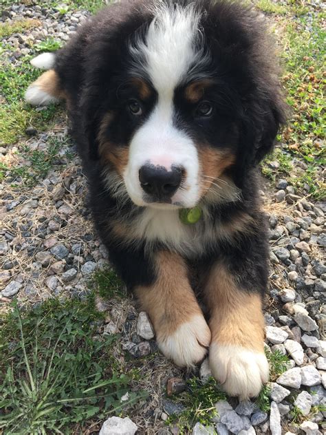 Få 16.000 endnu en beautiful puppies receive obedience training stockvideo på 29.97 fps. Bernese Mountain Dog Puppy Trying To Take In His Big New World : pics