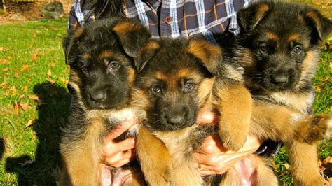 German Shepherd For Sale Importers Buy Puppies Black And Red Shepherd