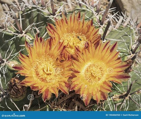 Cluster Of Three Dazzling Yellow Arizona Barrel Cactus Flowers Stock