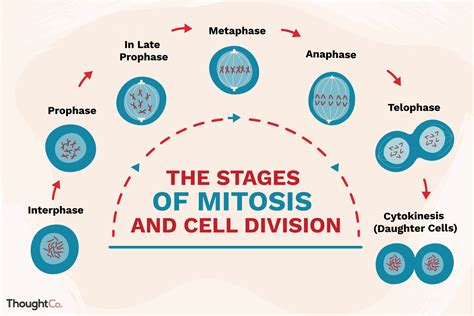 The Stages Of Mitosis And Cell Division