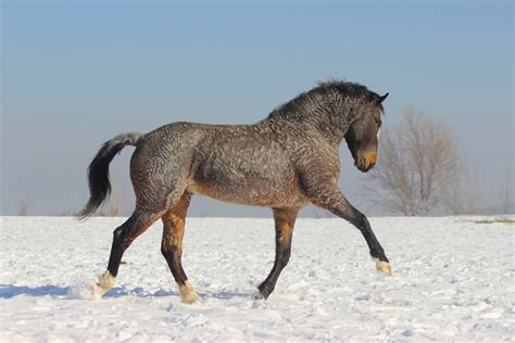 Rare Horse Breeds List