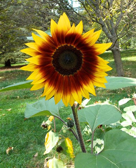 Sunflower Hybrid From Chanticleer Gardens In Wayne Pa