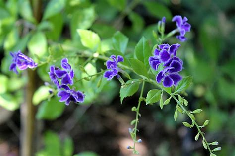 Maybe you would like to learn more about one of these? Arbuste a petites fleurs violettes - fleur de passion