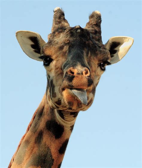 Stuck out tongue grey set it is icon. Giraffe Sticking His Tongue Out at Me | Roger Williams ...