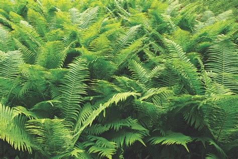 Britains Ferns Varieties How To Identify And Best Places To Plant