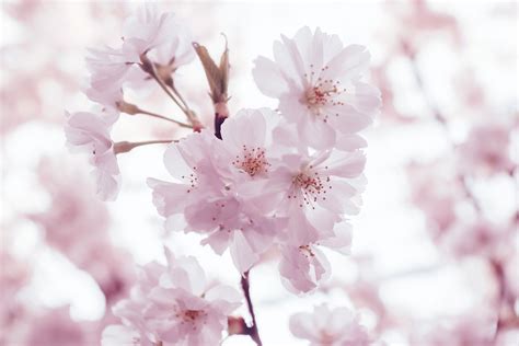 Cherry Blossoms Images Free Hd Backgrounds Pngs Vector Graphics