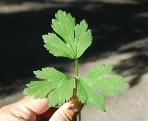 Leaf toothed, margin toothed, notched, lobed, or notched, lobed, or incised less than half divided. Ranunculus repens | UMass Amherst Landscape, Nursery ...