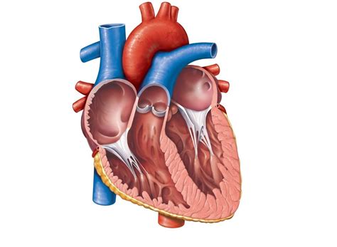 Frontal Section Of The Heart Showing Interior Chambers And Valves