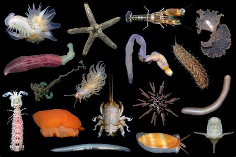 Marine Invertebrates Potpourri Marine Invertebrates Ocean Oceans