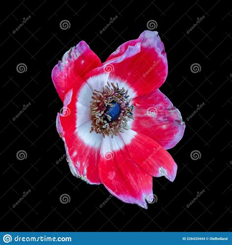 Red White Separated Anemone Blossom Close Up Portrait On Black
