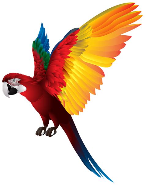 Real Parrot Clipart 20 Free Cliparts Download Images On