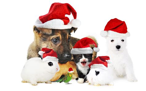 German Shepherd Chirstmas Wallpapers Wallpaper Cave