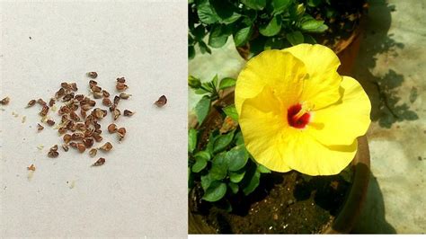 4 Steps How To Get Hibiscus Seeds Ultimate Guide Update 03 2024