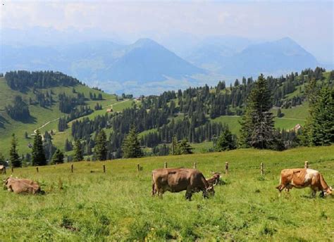 Lessons From Swiss Dairy Farmers In The Alps Fj Base