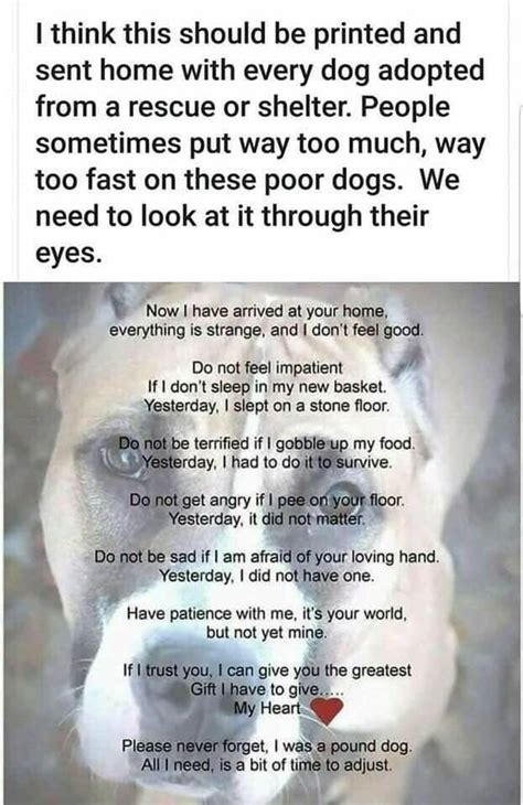 Best Of Dogs Image By Wudge Poor Dog Rescue Dog Quotes Rescue Quotes