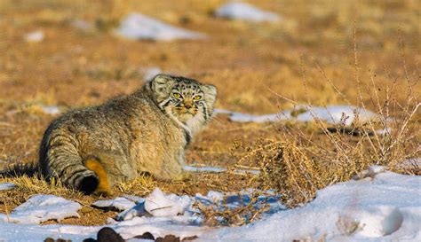 Mongolias Wild Cats Tour Soaring Expeditions