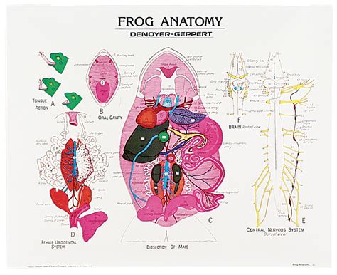 Frog Anatomy Chart Flinn Scientific