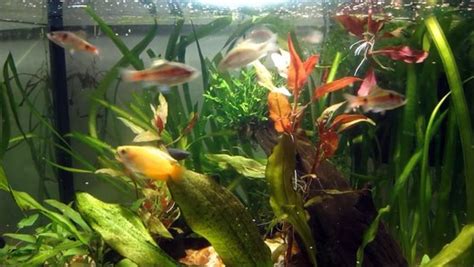 Feed your frog in the morning and the evening. African clawed frog and Bichir senegalus Feeding - video ...