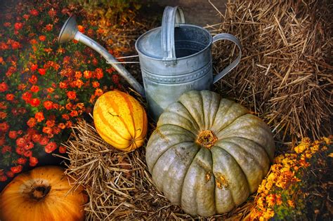 Thanksgiving Pumpkins Halloween Free Photo On Pixabay Pixabay
