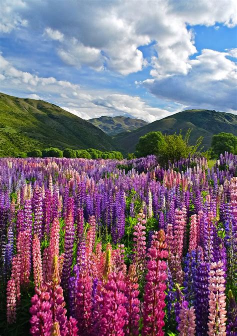 Below are the most popular and sought after wedding flower varieties. Lupin fields in New Zealand #New Zealand #Новая Зеландия # ...