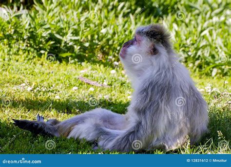 Lazy Monkey Stock Photo Image Of Tired Mammal Nature 12831612