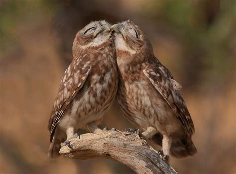 25 Heartwarming Pics Of Animals Showing Their Love Page 26 Animal