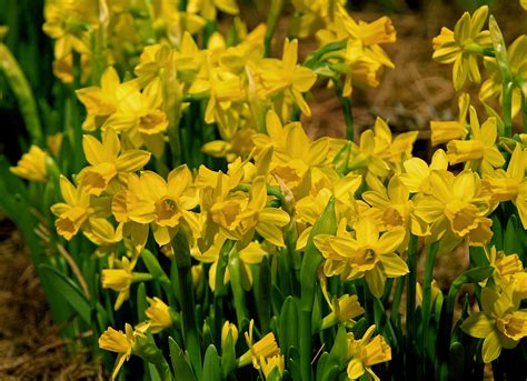 How To Make Daffodil Bulbs Bloom Again The Boston Globe