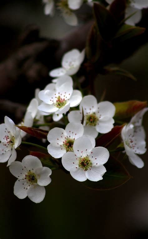 Download Wallpaper 950x1534 White Apple Blossom Flowers Iphone