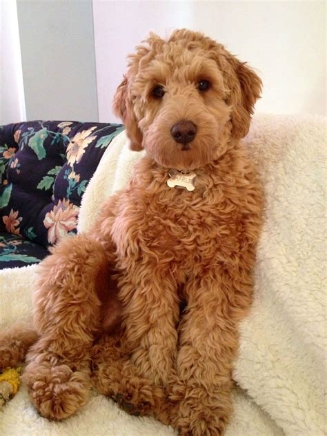 My Goldendoodle Goldendoodle Puppy Goldendoodle Labradoodle Dogs