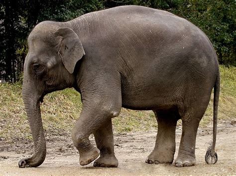 Laberinto En Extinción Elefante Asiático Elephas Maximus